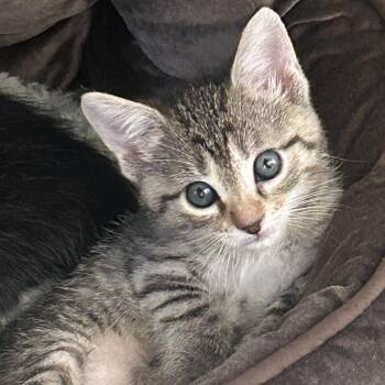 Leafa 24 -  Domestic Short Hair Cat for Adoption in Austin, Texas - Leafa 24 | PetCurious