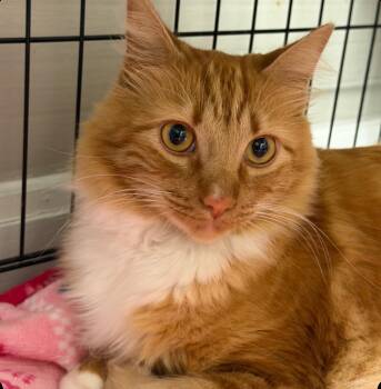 Mr.Ginger -  Domestic Long Hair Cat for Adoption in Statesboro, Georgia - Mr.Ginger | PetCurious