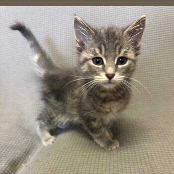 Domestic Short Hair Cats Available for Adoption in Buffalo, Minnesota - Nightingale *Meet Me At Lakeville Petsmart* | PetCurious