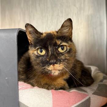 Melanie -  Domestic Short Hair Cat for Adoption in Chicago, Illinois - Melanie | PetCurious