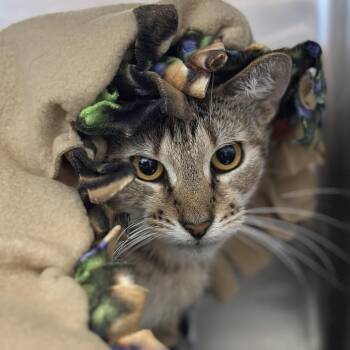 Princess Peach -  Domestic Short Hair Cat for Adoption in Chicago, Illinois - Princess Peach | PetCurious