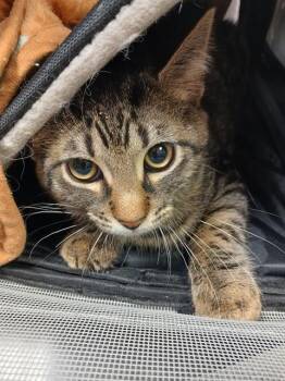 Domestic Short Hair Cats Available for Adoption in Jacksonville, Florida - CILANTRO | PetCurious