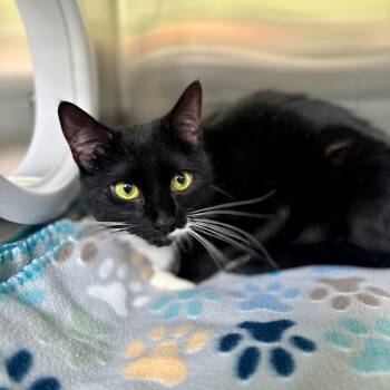 Sox -  Domestic Short Hair Cat Available for Adoption in New Fairfield, Connecticut - Sox | PetCurious