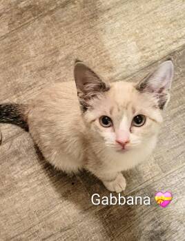 Gabbana -  Domestic Short Hair Cat for Adoption in Las Vegas, Nevada - Gabbana | PetCurious