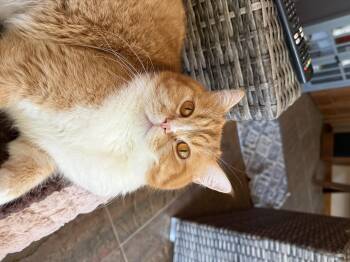 British Shorthair Cats Available for Adoption - Hermes | PetCurious