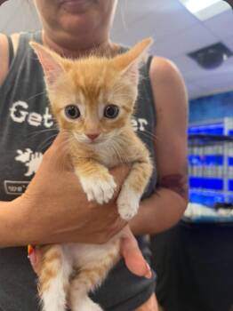 Maple -  Domestic Short Hair Cat for Adoption in San Jacinto, California - Maple | PetCurious