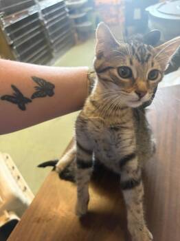 Mufasa -  Domestic Short Hair Cat for Adoption in Gallatin, Tennessee - Mufasa | PetCurious