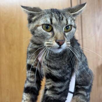 Domestic Short Hair Cats Available for Adoption - Wilhelmina | PetCurious