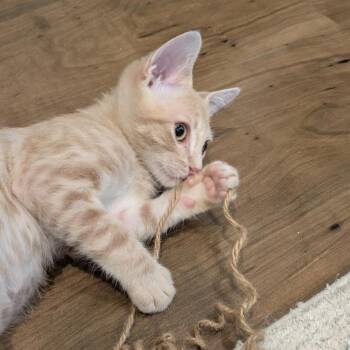 Cashew -  Domestic Short Hair Cat for Adoption in Pleasanton, California - Cashew | PetCurious