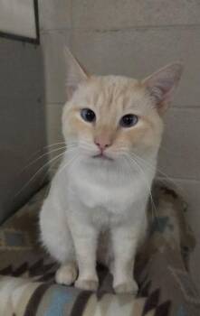Carter -  Domestic Short Hair Cat for Adoption in Fruit Heights, Utah - Carter | PetCurious