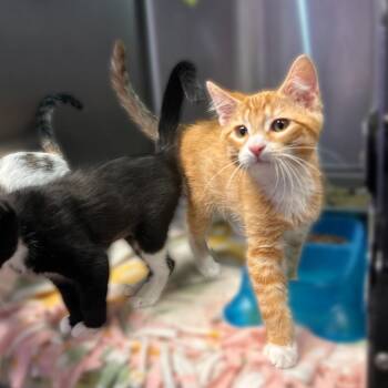 Licensed Surgeon -  Domestic Short Hair Cat for Adoption in Davenport, Iowa - Licensed Surgeon | PetCurious