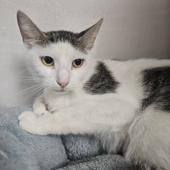 Rescue Domestic Short Hair Cats for Adoption in Grantsville, Utah - Appa | PetCurious