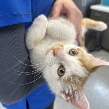 Rescue Domestic Short Hair Cats for Adoption in Zimmerman, Minnesota - Yukon | PetCurious