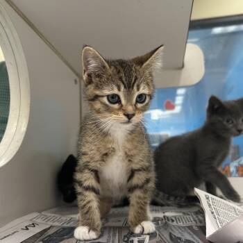 Clavicle -  Domestic Short Hair Cat for Adoption in Cheyenne, Wyoming - Clavicle | PetCurious