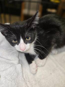 Speed Bump -  Domestic Short Hair Cat for Adoption in Douglasville, Georgia - Speed Bump | PetCurious