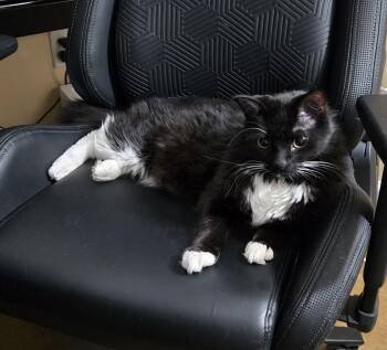 Domestic Long Hair and Norwegian Forest Cat Cats Available for Adoption - Kenny (blind) | PetCurious