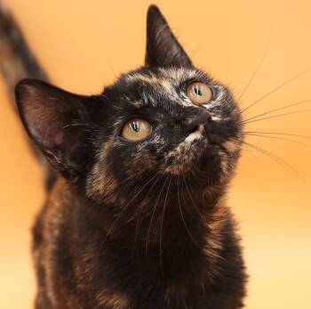 Pumpkin is SUPER precious omg cuddlebug -  Tortoiseshell Cat for Adoption in Bedford Hills, New York - Pumpkin Is SUPER Precious Omg Cuddlebug | PetCurious