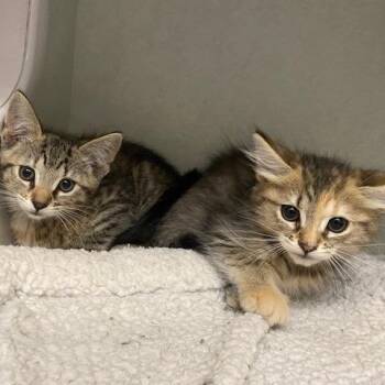 Robin -  Domestic Long Hair Cat for Adoption in Dayton, Ohio - Robin | PetCurious