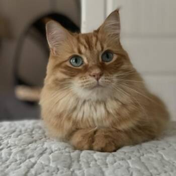 Nuggie -  Domestic Long Hair Cat for Adoption in Lynchburg, Virginia - Nuggie | PetCurious