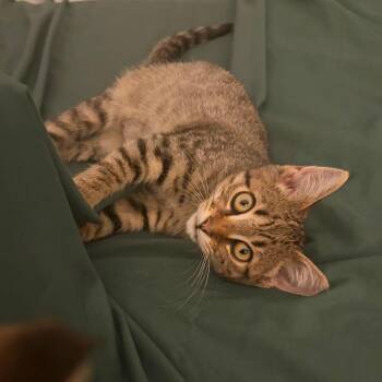 Bramble -  Domestic Short Hair Cat for Adoption in Lyndhurst, Virginia - Bramble | PetCurious