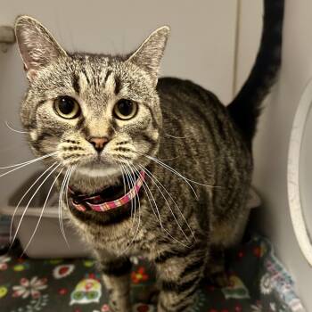 Isabella(Jasmine) -  Domestic Medium Hair Cat for Adoption in Saint Joseph, Missouri - Isabella(Jasmine) | PetCurious