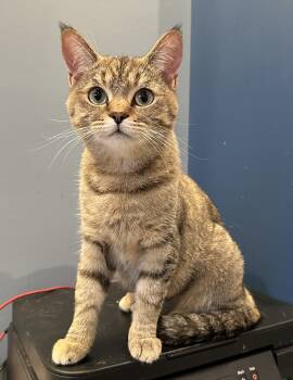 Rescue American Shorthair Cats for Adoption in Tipp City, Ohio - Dusty | PetCurious