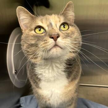 Pumpkin -  Domestic Short Hair Cat for Adoption in Georgetown, Kentucky - Pumpkin | PetCurious