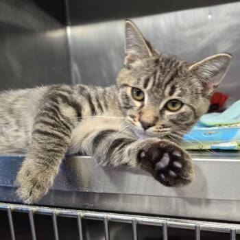Rescue Domestic Short Hair Cats for Adoption in Spokane, Washington - Solo | PetCurious