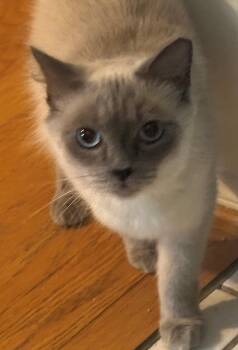 Siamese and Domestic Long Hair Cats Available for Adoption in Palo Alto, California - Sara | PetCurious