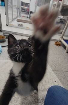 Rescue Domestic Short Hair Cats for Adoption in Elmira, New York - Theodore | PetCurious