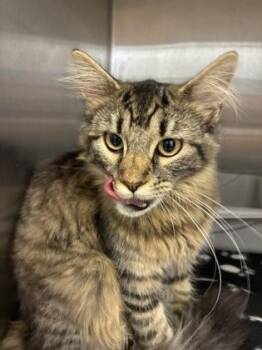Mittens -  Domestic Medium Hair and Domestic Short Hair Cat for Adoption in Lafayette, Indiana - Mittens | PetCurious