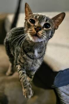 Rescue Domestic Short Hair Cats for Adoption in Chapel Hill, North Carolina - _Apple | PetCurious
