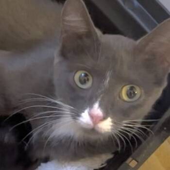 Rescue Domestic Short Hair Cats for Adoption in Cumming, Georgia - Cosette 2 | PetCurious