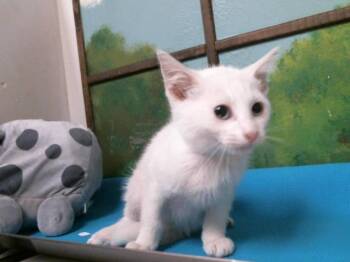 Domestic Short Hair Cats Available for Adoption in Houston, Texas - TOMMY | PetCurious