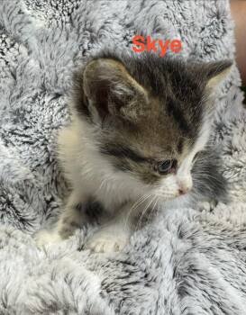 Skye -  Domestic Medium Hair Cat for Adoption in Shrewsbury, Massachusetts - Skye | PetCurious