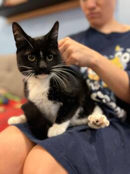 McIntoch -  Domestic Short Hair Cat for Adoption in Shrewsbury, Massachusetts - McIntoch | PetCurious