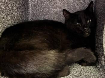 Domestic Short Hair Cats Available for Adoption in Pueblo, Colorado - BROWNIE IN THE BARN | PetCurious