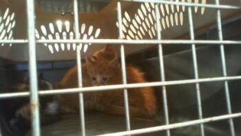 Domestic Short Hair Cats Available for Adoption in Charlotte, North Carolina - MEOWZART | PetCurious