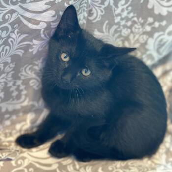 Domestic Short Hair Cats Available for Adoption in Matteson, Illinois - Amelia | PetCurious