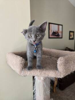 Rescue Domestic Short Hair Cats for Adoption in Evans, Georgia - Poseidon | PetCurious