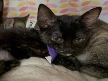 A229683 -  Domestic Short Hair Cat for Adoption in Woodland, California - A229683 | PetCurious