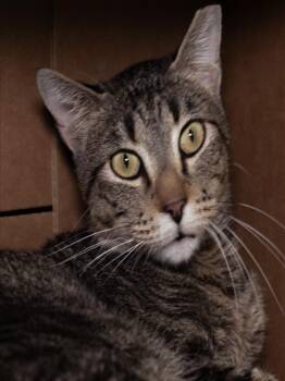 Domestic Short Hair Cats Available for Adoption in Boston, Massachusetts - BUDDY | PetCurious