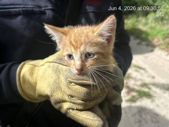 STAR LORD -  Domestic Short Hair Cat for Adoption in Ocala, Florida - STAR LORD | PetCurious
