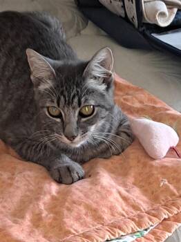 Paisley -  Tabby Cat for Adoption in Mesa, Arizona - Paisley | PetCurious
