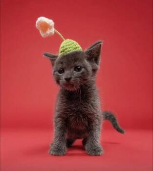 EMERALD -  Domestic Short Hair Cat for Adoption in Doral, Florida - EMERALD | PetCurious