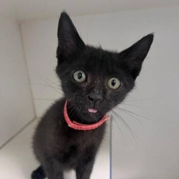 Flounder -  Domestic Short Hair Cat for Adoption in Hawthorne, California - Flounder | PetCurious