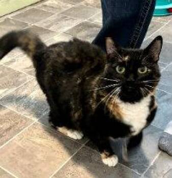 Rescue Calico Cats for Adoption in Henderson, Nevada - MISS KELSEY | PetCurious