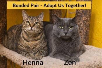 Domestic Short Hair Cats Available for Adoption - Zen(male) And Henna(female) BONDED  | PetCurious