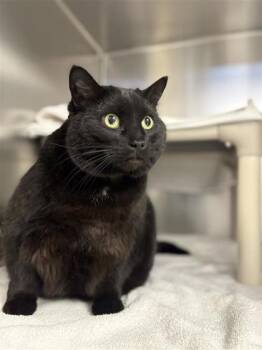 Domestic Long Hair and Domestic Short Hair Cats Available for Adoption in Montreal, Quebec - Blackie | PetCurious