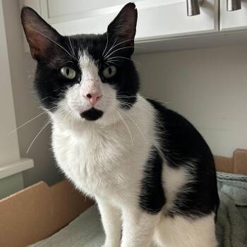 DINO -  Domestic Short Hair Cat for Adoption in Campbell River, British Columbia - DINO | PetCurious